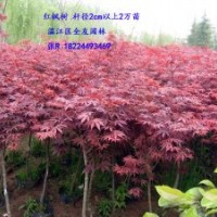 供應(yīng)紅楓、青楓
