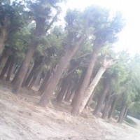 國槐樹 13公分國槐樹