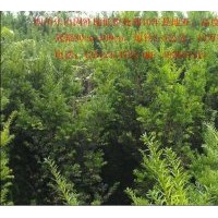 四川樂山低價出售曼地亞紅豆紅10年樹地徑1-5公分