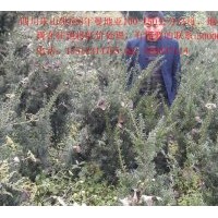 四川樂山低價處理高度1-1.5米曼地亞5年樹