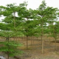 綠化苗木小葉欖仁-基地綠化苗木小葉欖仁