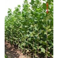 法桐 速生法桐 全冠帶球法桐