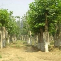 15-25公分造型法桐價(jià)格