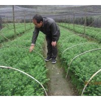 紅豆杉小苗 優(yōu)質(zhì)紅豆杉種子 紅豆杉種子沙藏紅豆杉種