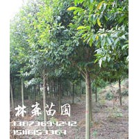 15公分樂昌含笑價(jià)格