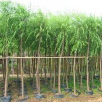 特供：法桐、國槐 大葉女貞