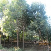 長期供應(yīng)綠化苗木法桐,白蠟,國槐
