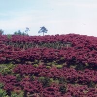 紅楓產(chǎn)地、紅楓價(jià)格、南京滬寧苗木園藝場(chǎng)