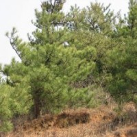 河北高1-15米云杉，樟子松，油松，銀中楊，