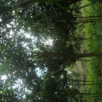 四季桂，福建桂花，泉州桂花，圓葉桂花，桂花小苗