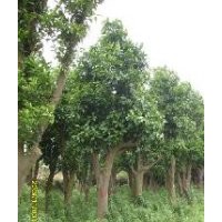 優(yōu)惠香泡樹(shù)價(jià)格盡在冰緣種植園林