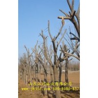 處理一批綠化樹苗（法桐、白蠟、國槐）