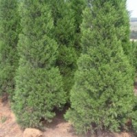 供應(yīng)各種苗木蜀塊,龍柏,雪松