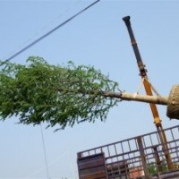 10-30公分銀杏樹(shù)低價(jià)處理