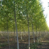 山西國槐苗，木瓜苗，毛白楊苗，皂角苗。