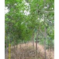 供應(yīng)桂花桂花、羅漢松等苗木