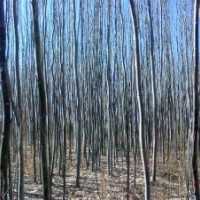 出售新疆楊苗木