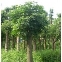 湖南綠化苗木花木欒樹(shù) 湖南瀏陽(yáng)花木苗木 四季紅苗圃苗木欒樹(shù)