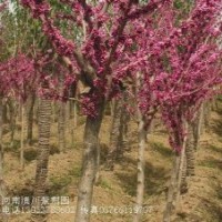 桂花價格,枇杷價格,紅花醡漿草價格,紫丁香價格表