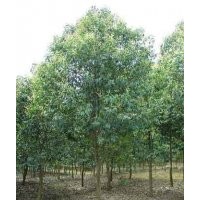 金葉女貞價格,大葉女貞價格,法國冬青價格,龍柏價格表