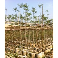 供應(yīng)藍(lán)花楹大袋（10斤袋），比手拇指粗，限量供應(yīng)！