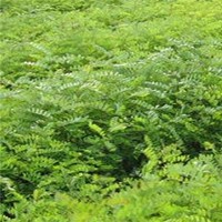 供應(yīng)刺槐苗、白榆苗、杜仲苗、皂角苗等苗木