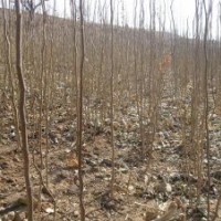 供應(yīng)杜仲苗、杜仲種子