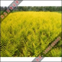 優(yōu)秀金葉榆苗木基地