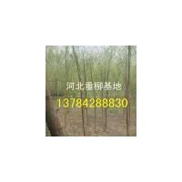 河北垂柳價格