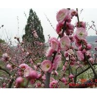 長(zhǎng)期供應(yīng)紅綠梅、月季、蜀檜、迎春、金絲桃、十大功勞等苗木