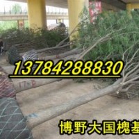 15公分國槐價格