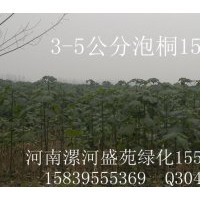 供應(yīng)速生泡桐速生楊竹柳大葉女貞紅葉桃苗木