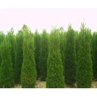 蜀檜 香樟,紫薇,欒樹