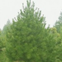 銷售白皮松，白皮松