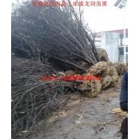 安徽肥西紫葉李、紫薇、高桿女貞、香樟、馬褂木、紅葉石楠