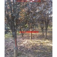 大葉女貞、紅葉李、廣玉蘭、烏桕、三角楓、桂花、樸樹(shù)、紫薇