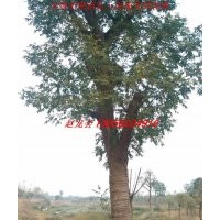 黃連木、榔榆、烏桕、樸樹、刺槐等鄉(xiāng)土大樹