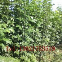 供應(yīng)綠化苗木毛白楊,白蠟,合歡苗