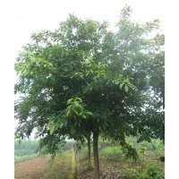 四川黃桷樹，瀘州黃桷樹，黃桷樹景觀樹，黃桷樹