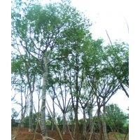 樸樹，樸樹習(xí)性，樸樹圖片，樸樹基地，樸樹種植