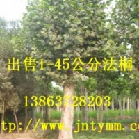 出售1—45公分法桐.速生法桐.造型法桐.大骨架法桐.法桐小苗