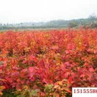 美國紅楓小苗價低|速生紫薇小苗|