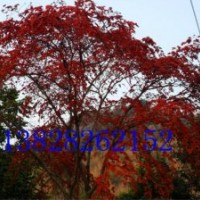 供應(yīng)猴花樹