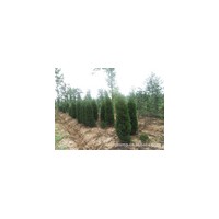 蜀儈價格，江蘇蜀儈價格