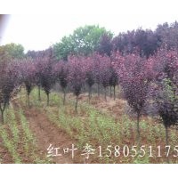 安徽/肥西三崗苗木/紅葉李/2公分紅葉李/3公分紅葉李/4公分紅葉李