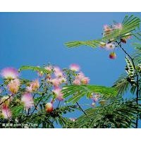 大量供應(yīng)合歡樹