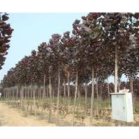 大量供應(yīng)全紅楊