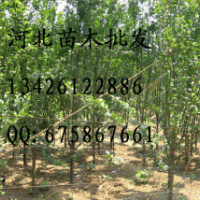 西府海棠 西府海棠批發(fā) 西府海棠基地 西府海棠哪里便宜 出售西府