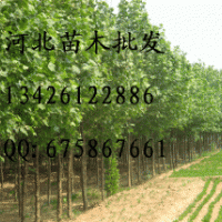 樟子松批發(fā) 樟子松哪里便宜 大量出售樟子松 樟子松基地 樟子松價