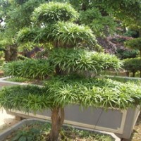 湖南羅漢松 羅漢松盆景 造型羅漢松